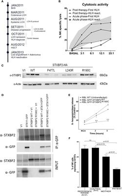 Case Report: Characterizing the Role of the STXBP2-R190C Monoallelic Mutation Found in a Patient With Hemophagocytic Syndrome and Langerhans Cell Histiocytosis